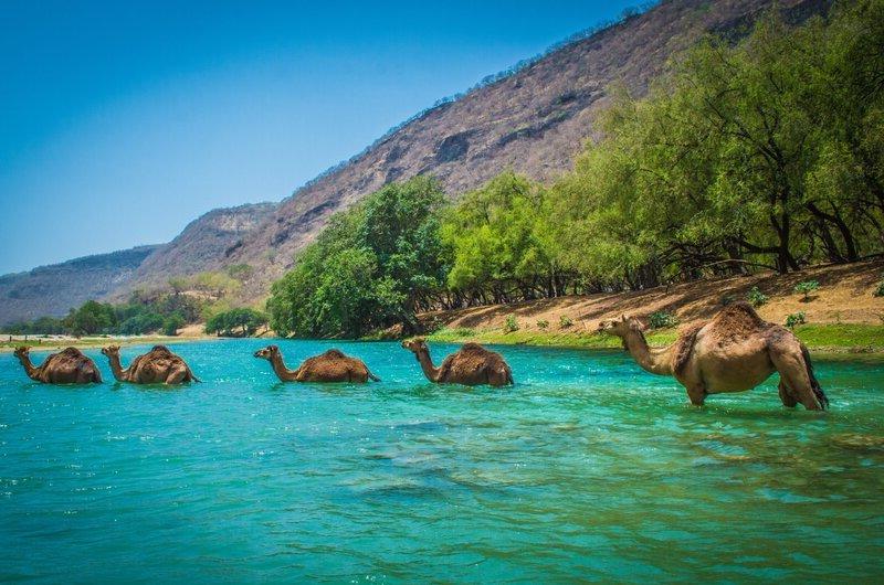 گلبرگ تور عمان با پرواز عمان ایر