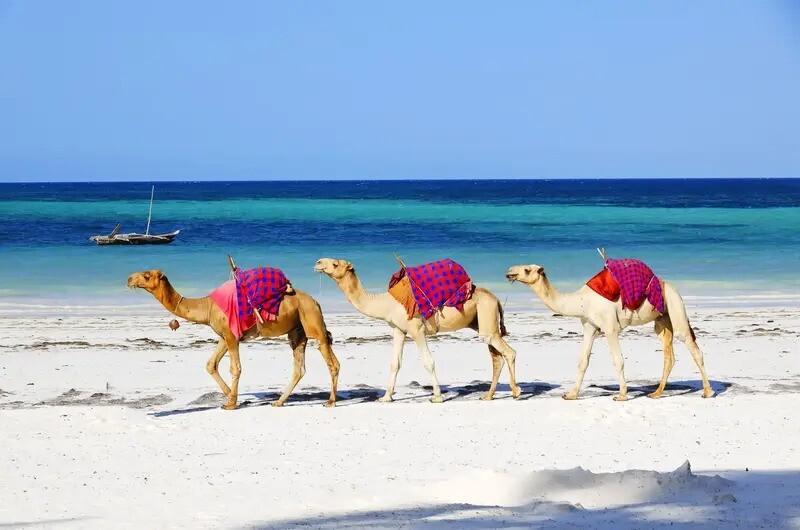 گلبرگ تور عمان 4 شب و 5 روز