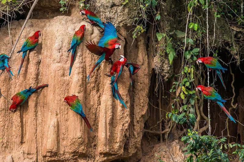 گلبرگ تور برزیل و جنگل های آمازون