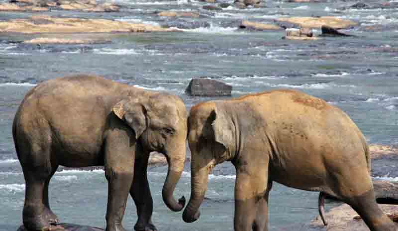 فیل ها را در پیناوالا تماشا کنید | Elephants at Pinnawala