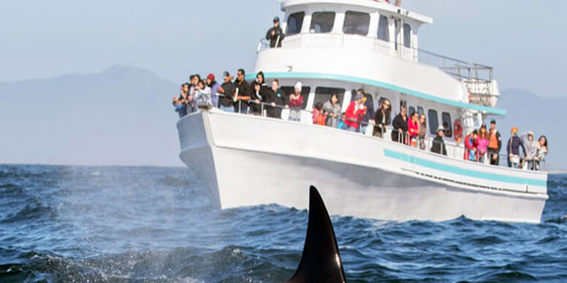 میریسا: برای تماشای دلفین و نهنگ هیجان انگیز