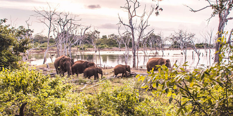 پارک ملی یالا: برای تجربه یک زندگی شبانه جنگلی بی بدیل