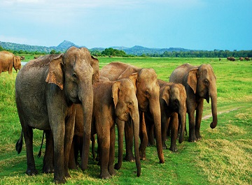 9 مورد از بهترین پارک های ملی جزیره سریلانکا