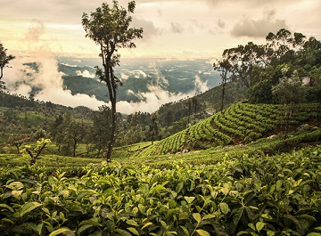 چای سیلان ، مهم ترین و مشهورترین سوغات سریلانکا
