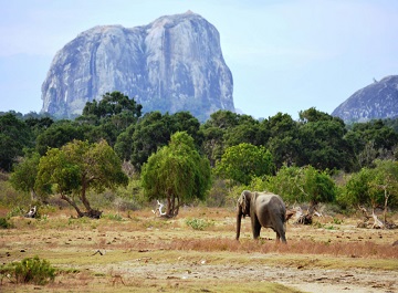 تماشای حیات وحش در پارک ملی یالا در سریلانکا